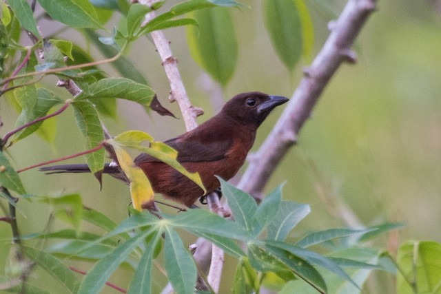 Silver-beaked Tanager