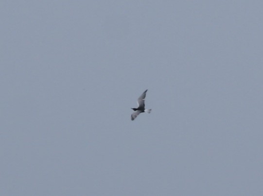 White-winged Tern - ML91465481