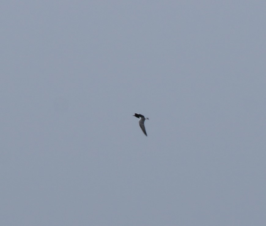 White-winged Tern - ML91465491
