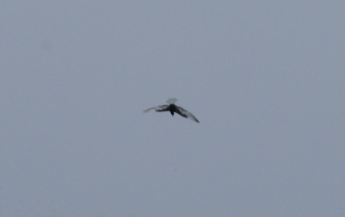 White-winged Tern - ML91465501
