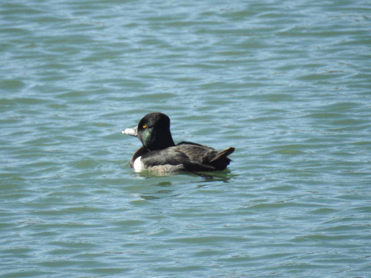 Ring-necked Duck - ML91467171