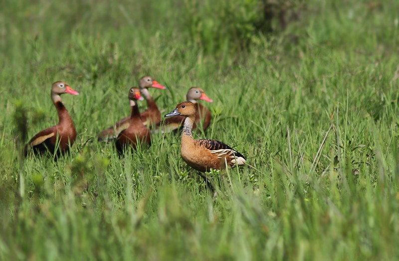 Fulvous Whistling-Duck - Amy McAndrews