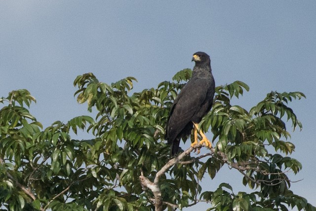 Great Black Hawk