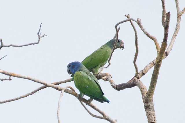 Blue-headed Parrot