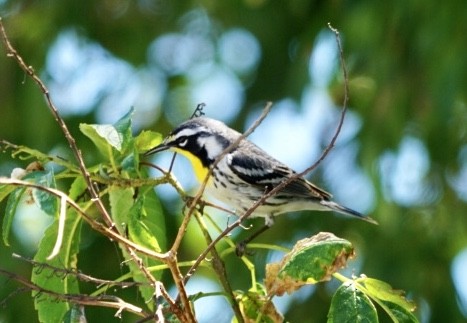 Yellow-throated Warbler - Cindy Hamilton
