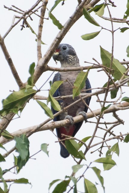 Dusky Parrot