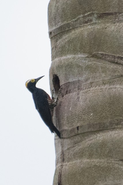 Yellow-tufted Woodpecker