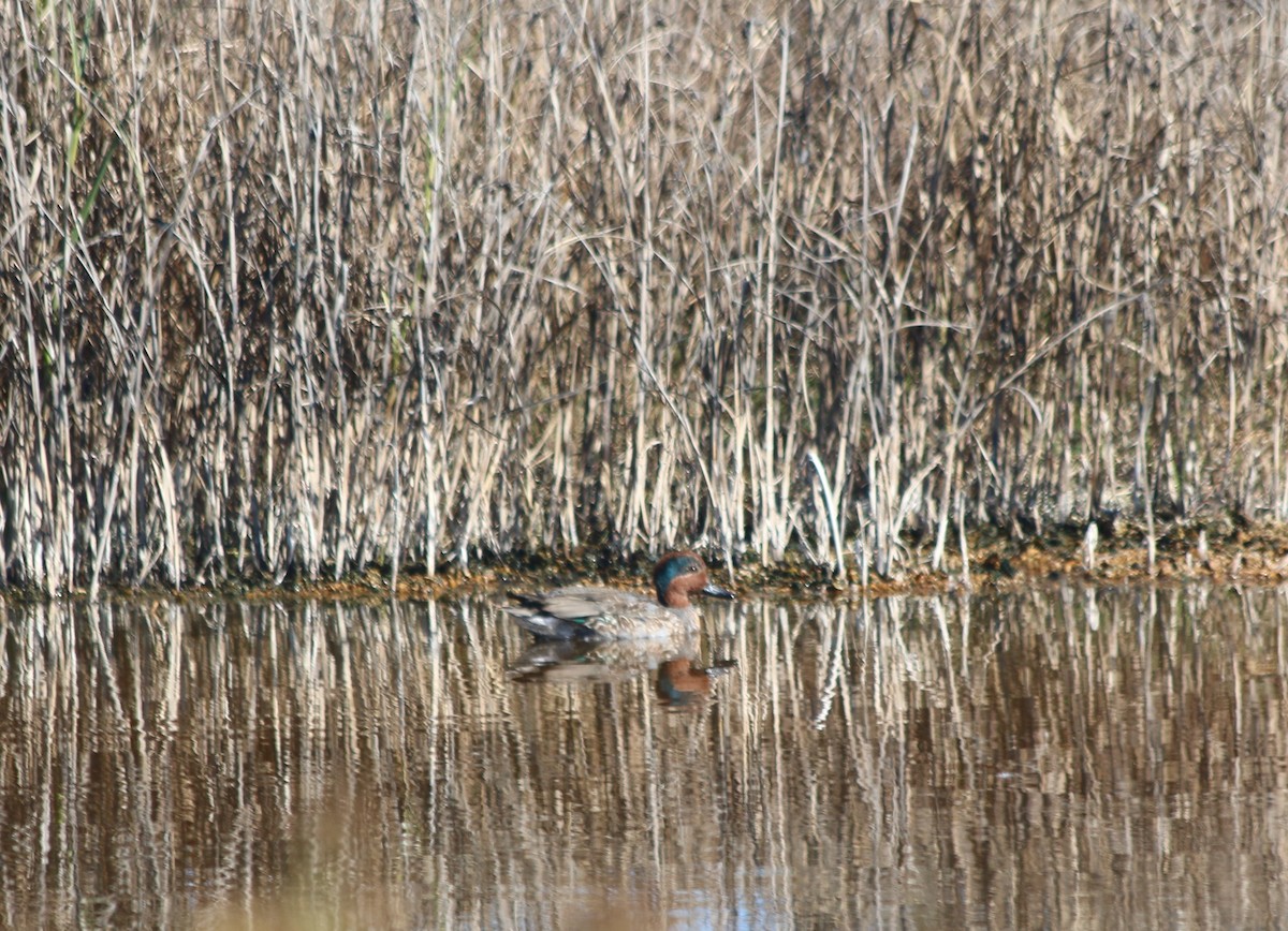 Green-winged Teal - Eric Lind