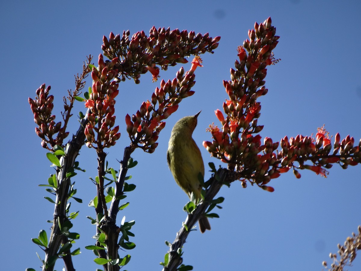 Orange-crowned Warbler - Janine McCabe