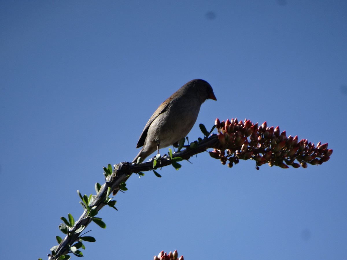 Black-throated Sparrow - ML91471681