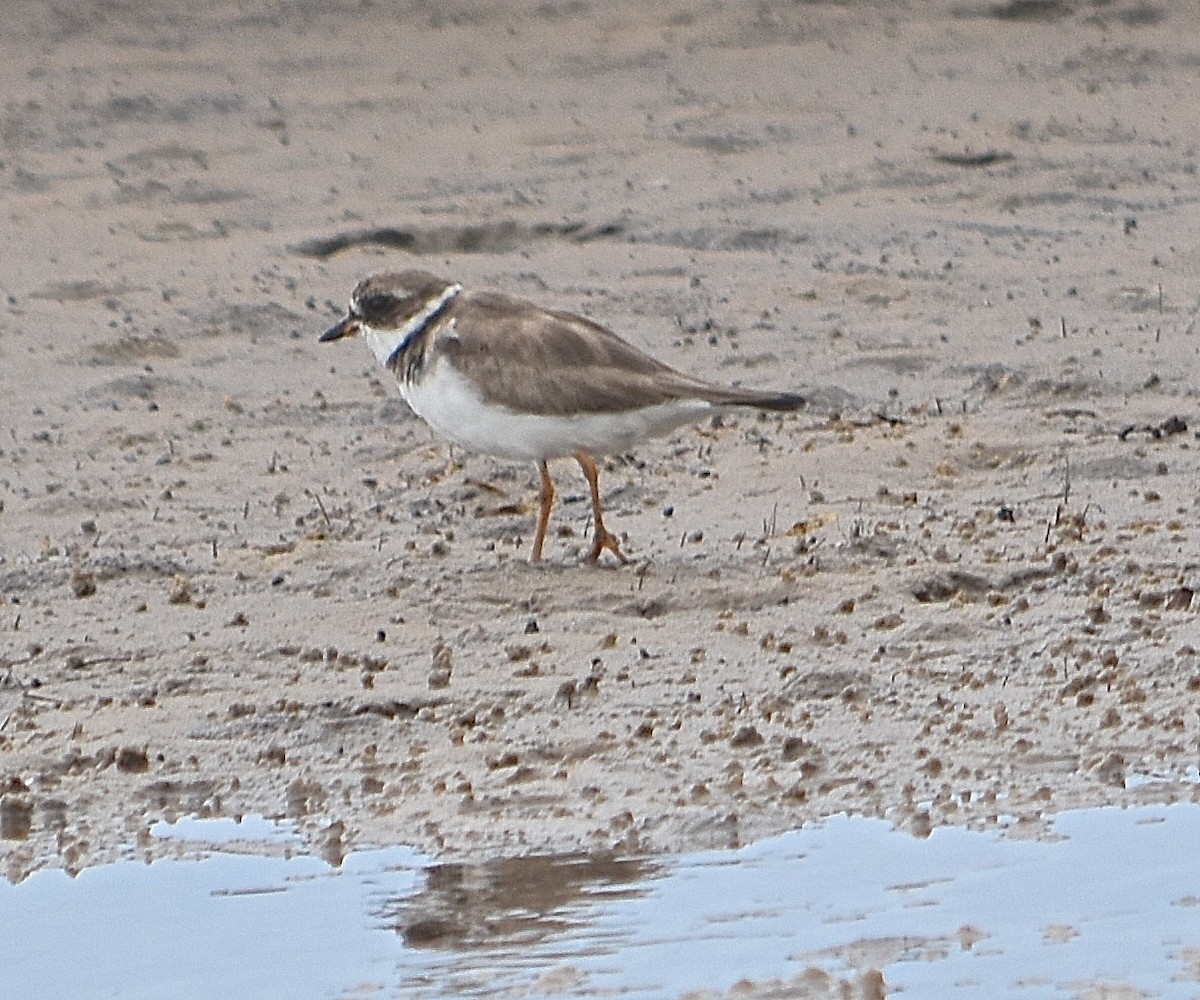 Semipalmated Plover - ML91472731
