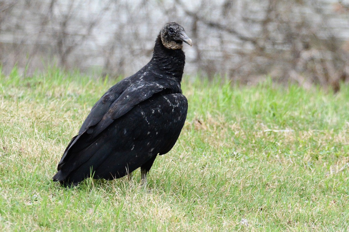 Black Vulture - Robert Neill