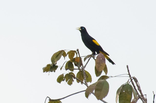 Yellow-rumped Cacique