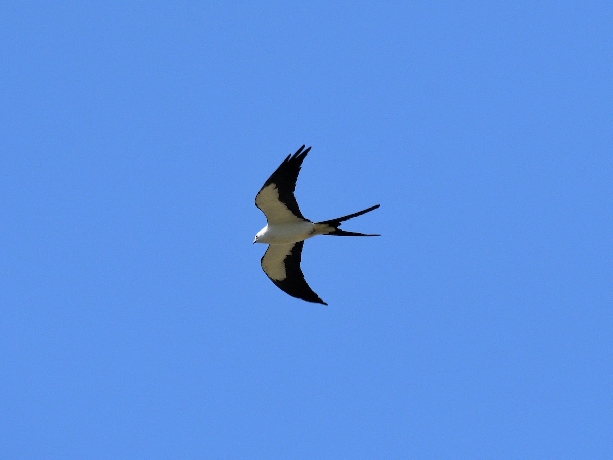 Swallow-tailed Kite - Hugh Whelan