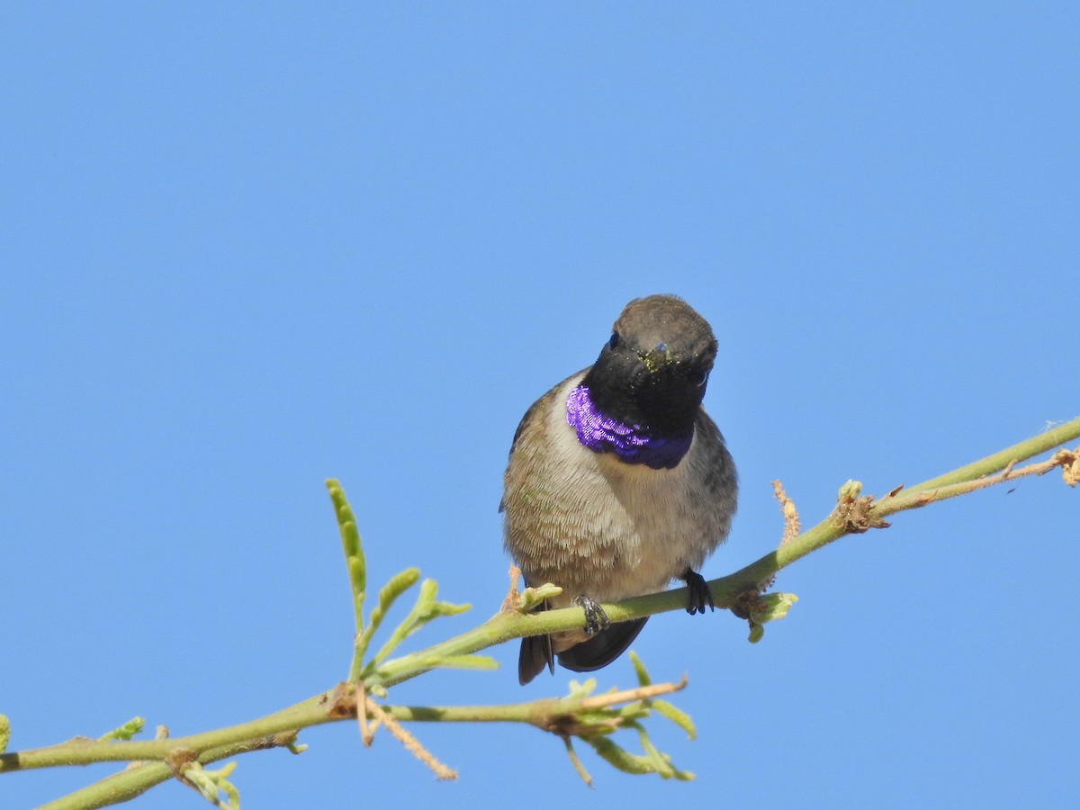 Black-chinned Hummingbird - ML91475941