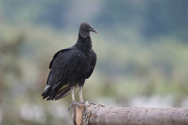 Black Vulture