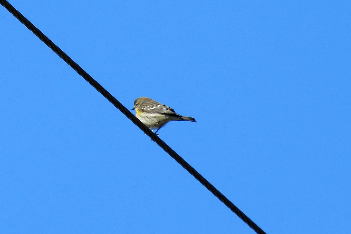 Yellow-rumped Warbler (Myrtle) - ML91476441