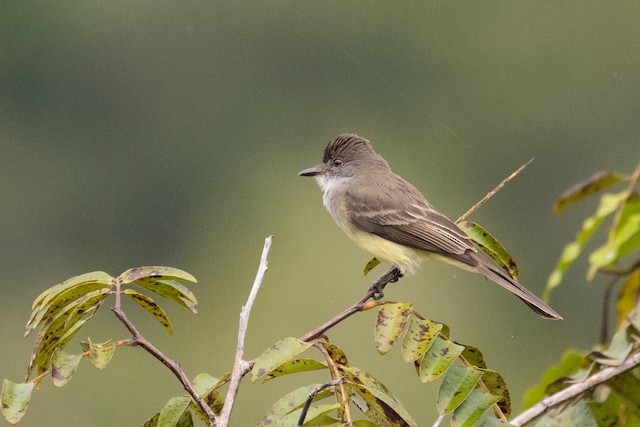 Short-crested Flycatcher