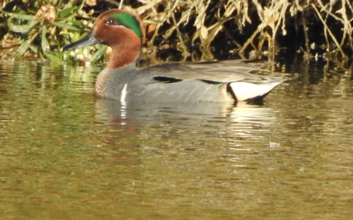 Green-winged Teal - ML91476721
