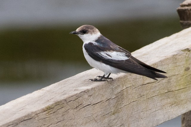 White-winged Swallow