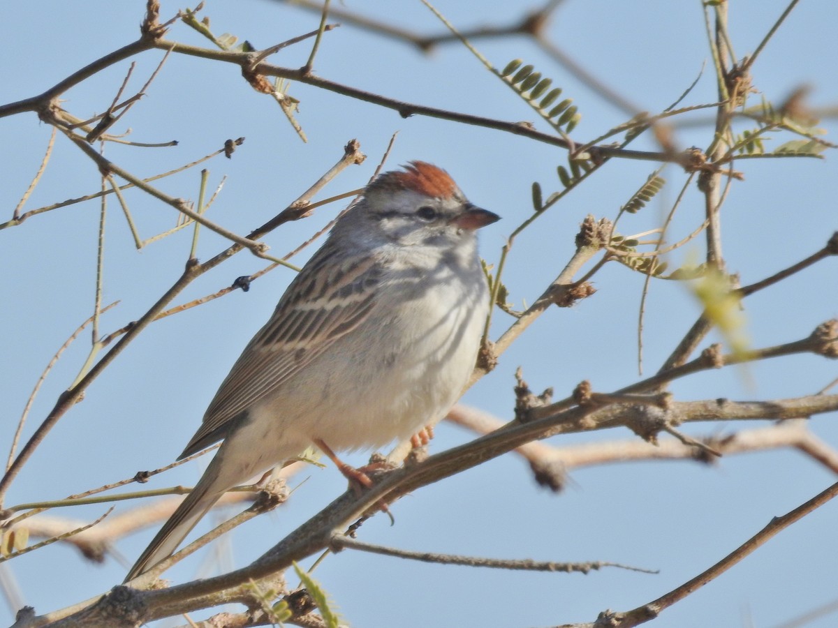 Chipping Sparrow - ML91479141