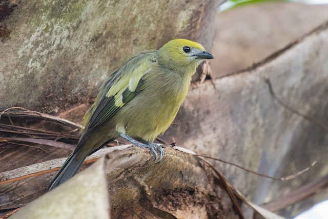 Palm Tanager