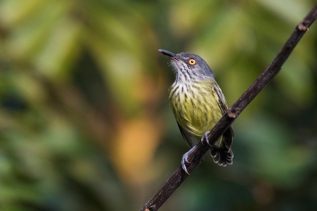 Spotted Tody-Flycatcher