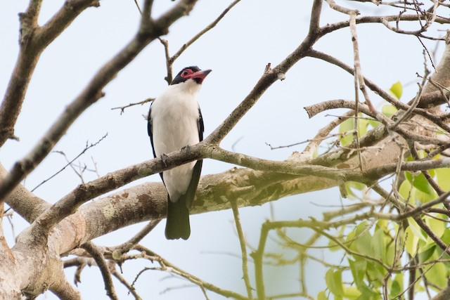 Black-tailed Tityra