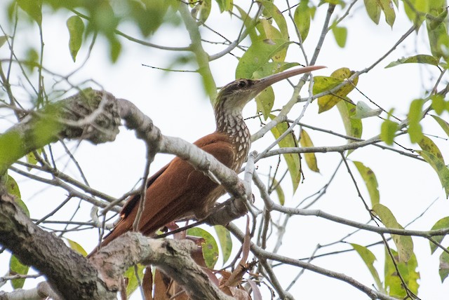 Long-billed Woodcreeper