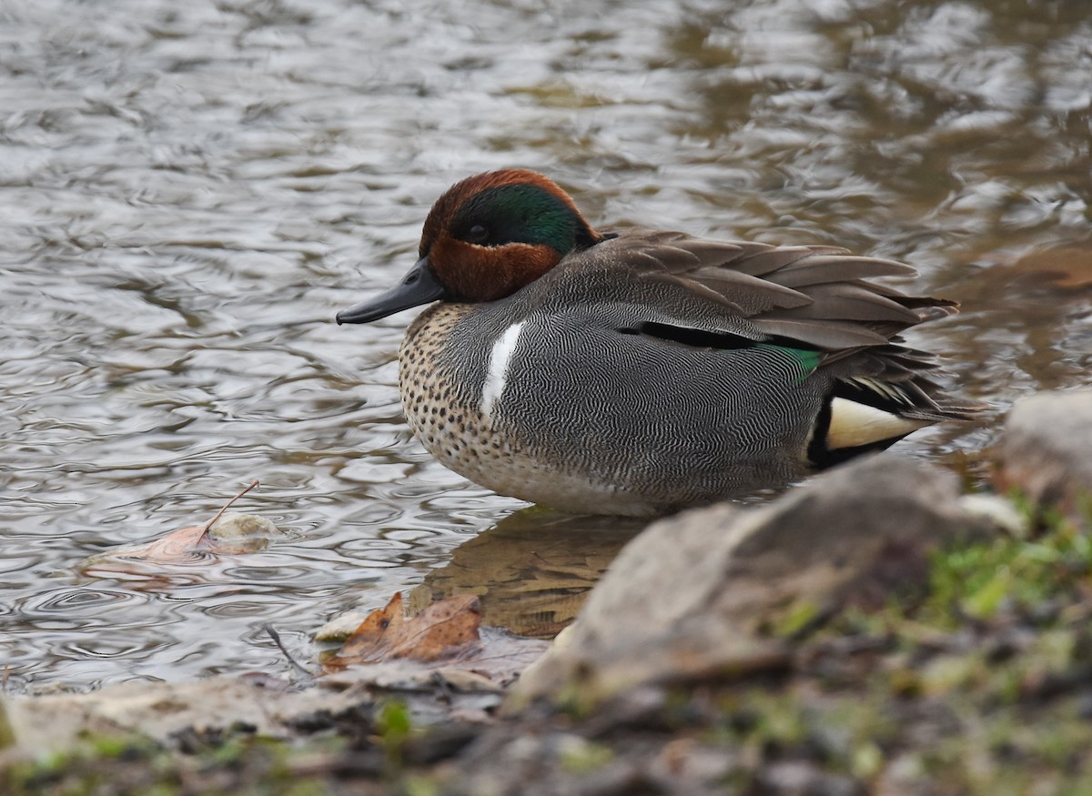 Green-winged Teal - ML91483111