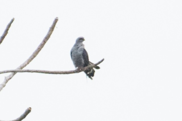 Plumbeous Kite