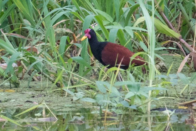 Wattled Jacana