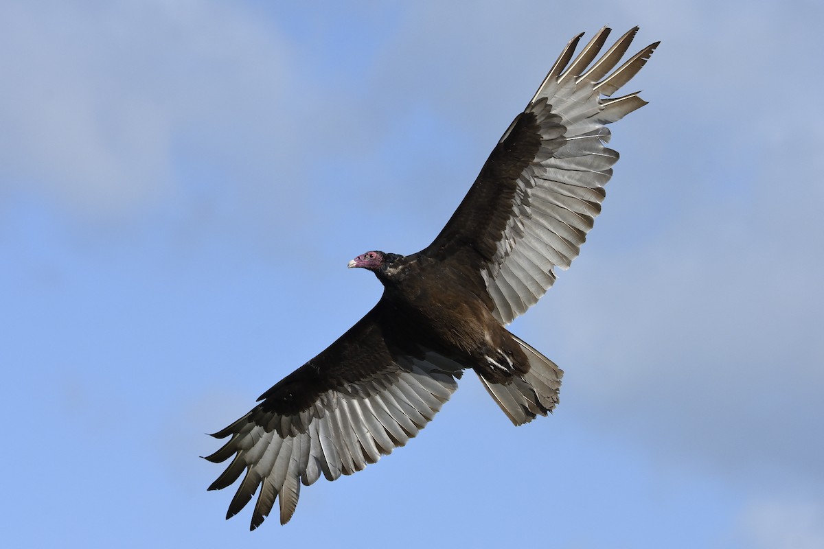 Turkey Vulture - Andrew Lyall