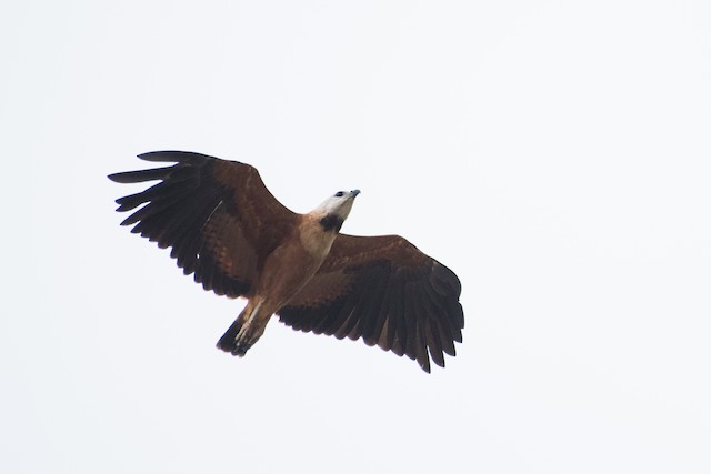 Black-collared Hawk