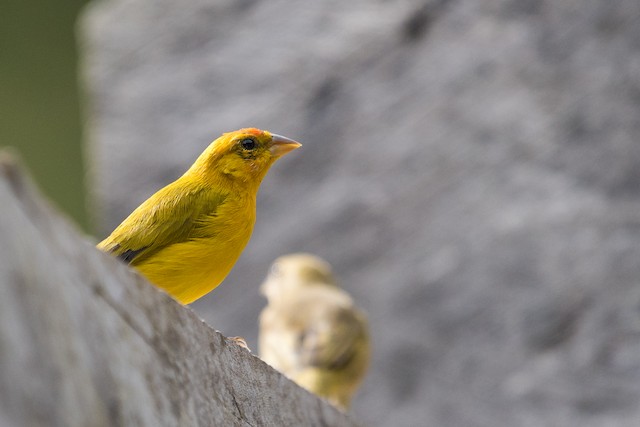 Orange-fronted Yellow-Finch