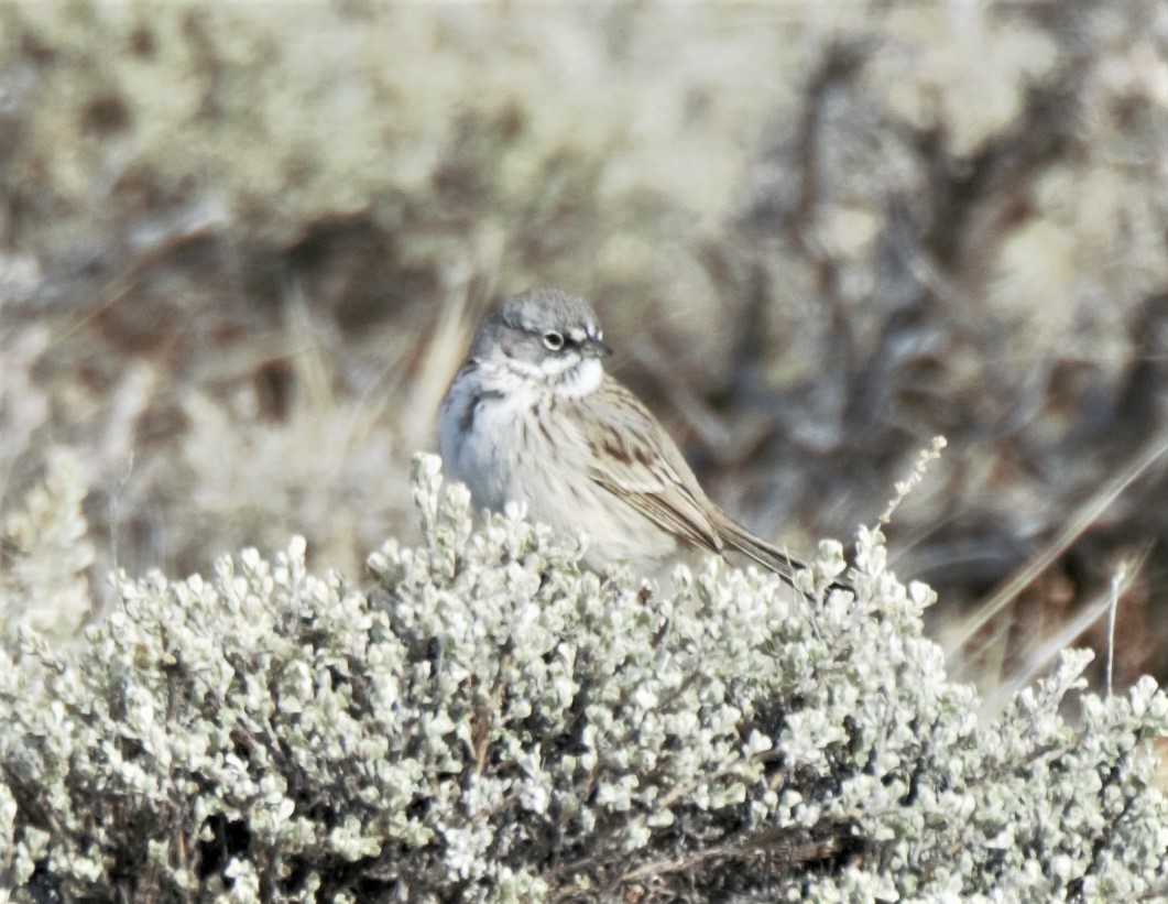 Sagebrush Sparrow - Sue Riffe