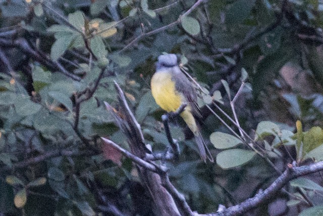 White-throated Kingbird