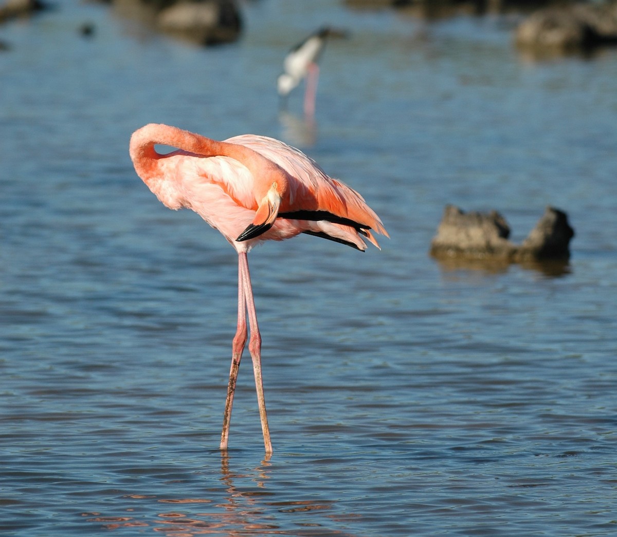 American Flamingo - Andrew Dobson