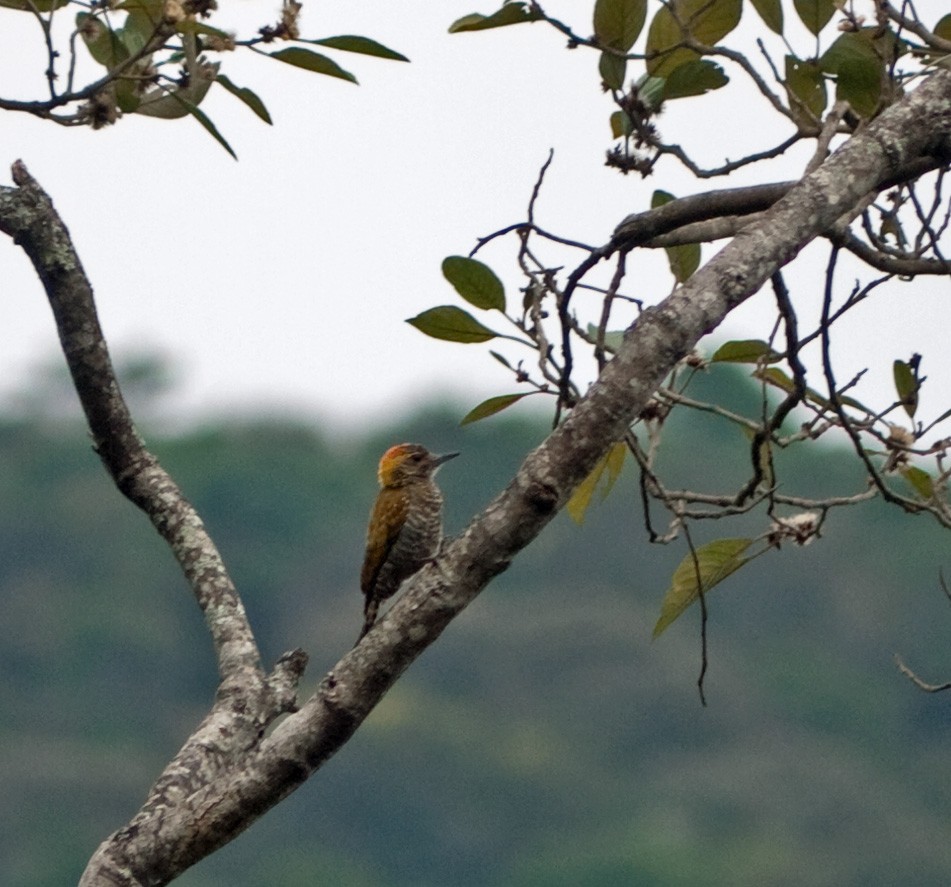 Yellow-eared Woodpecker - ML91492311