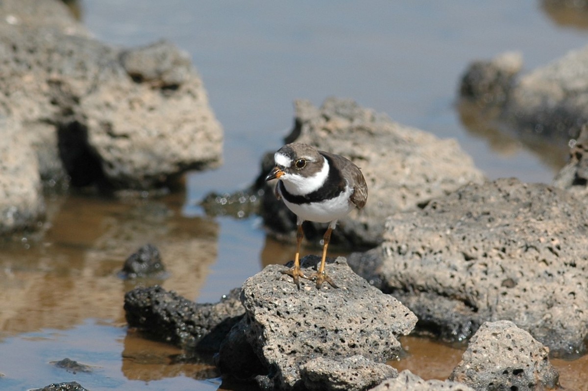 Semipalmated Plover - ML91492381
