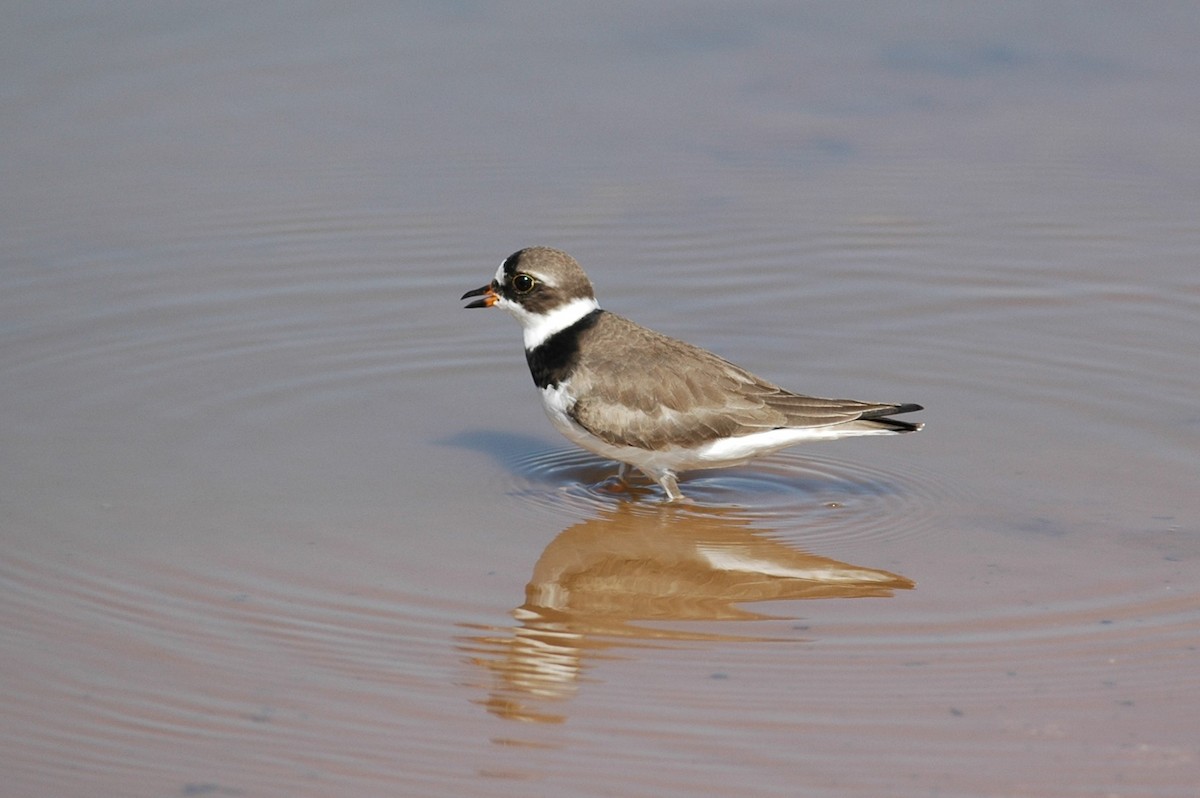 Semipalmated Plover - ML91492391