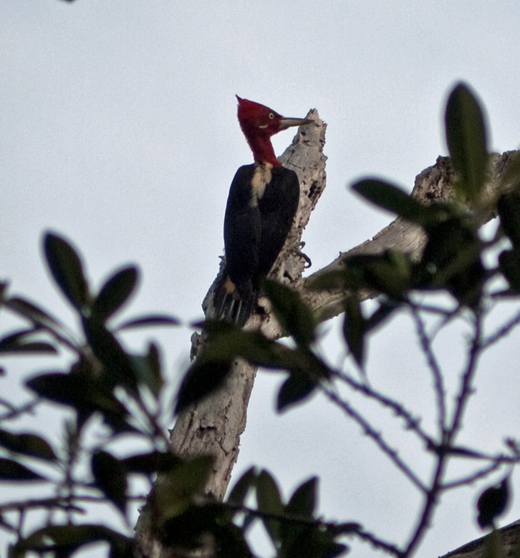 Robust Woodpecker - ML91492851