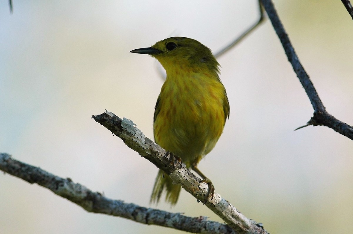 Yellow Warbler - Andrew Dobson