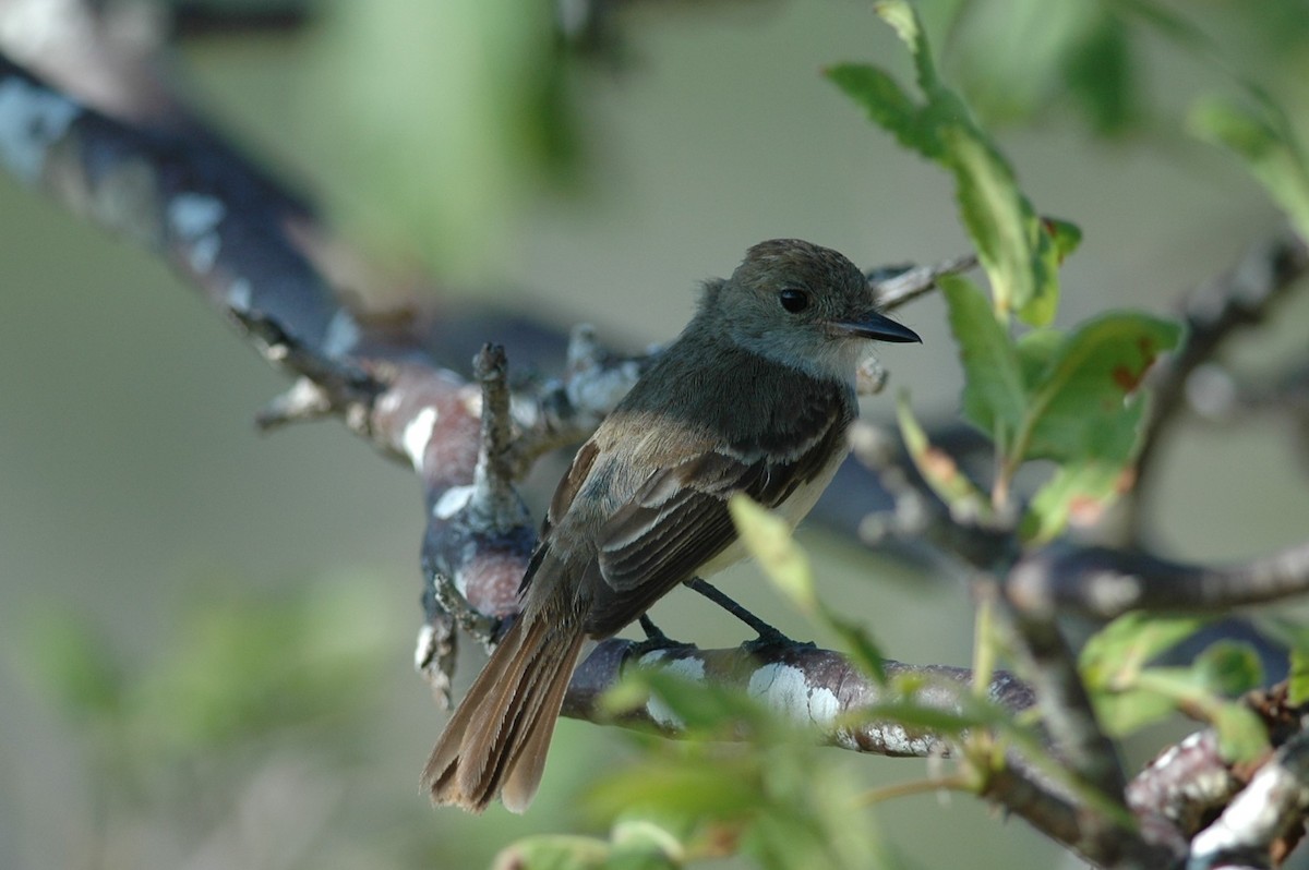Galapagos Flycatcher - Andrew Dobson