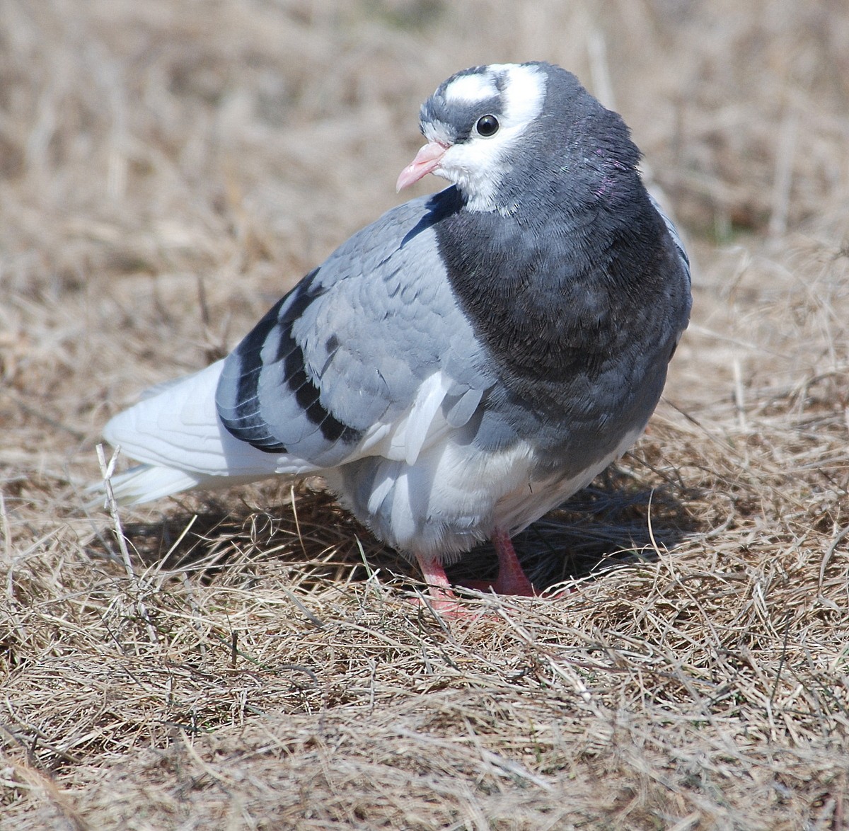 Rock Pigeon (Feral Pigeon) - Richard Haimes