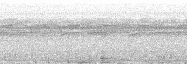 Flussnachtschwalbe - ML91495
