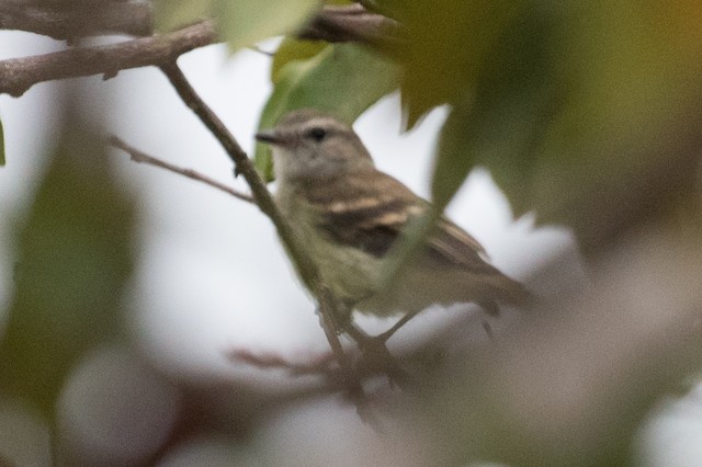 Fuscous Flycatcher