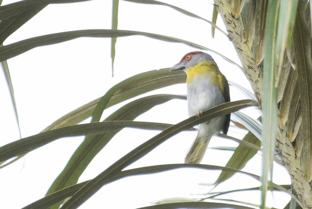 Rufous-browed Peppershrike