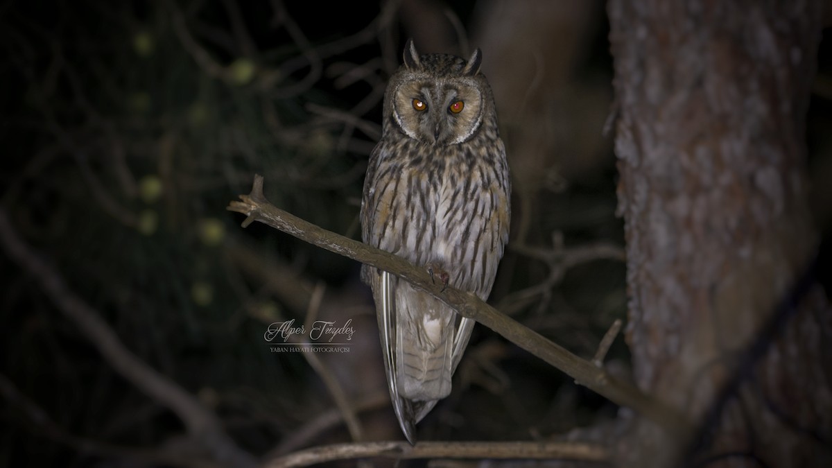 Long-eared Owl - Alper Tüydeş