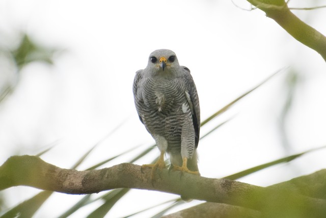 Gray-lined Hawk